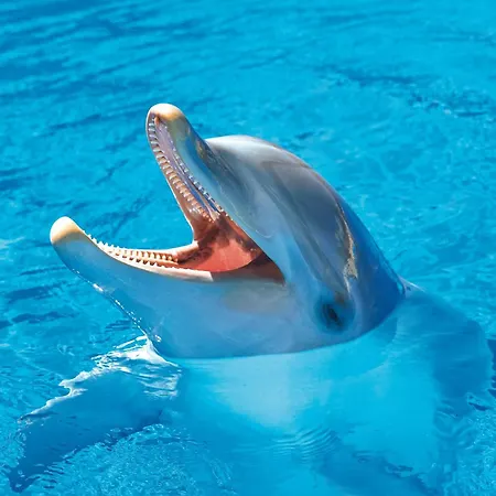 Four Points By Sheraton Costa Blanca Szálloda Benidorm