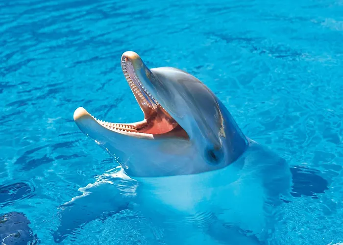 Four Points By Sheraton Costa Blanca Hotel Benidorm